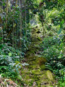 Dschungel-Feeling pur in der Ciudad Perdida, der Verlorenen Stadt