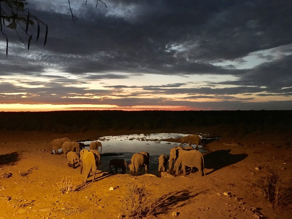 Halali-Camp: Wasserloch mit Elefanten