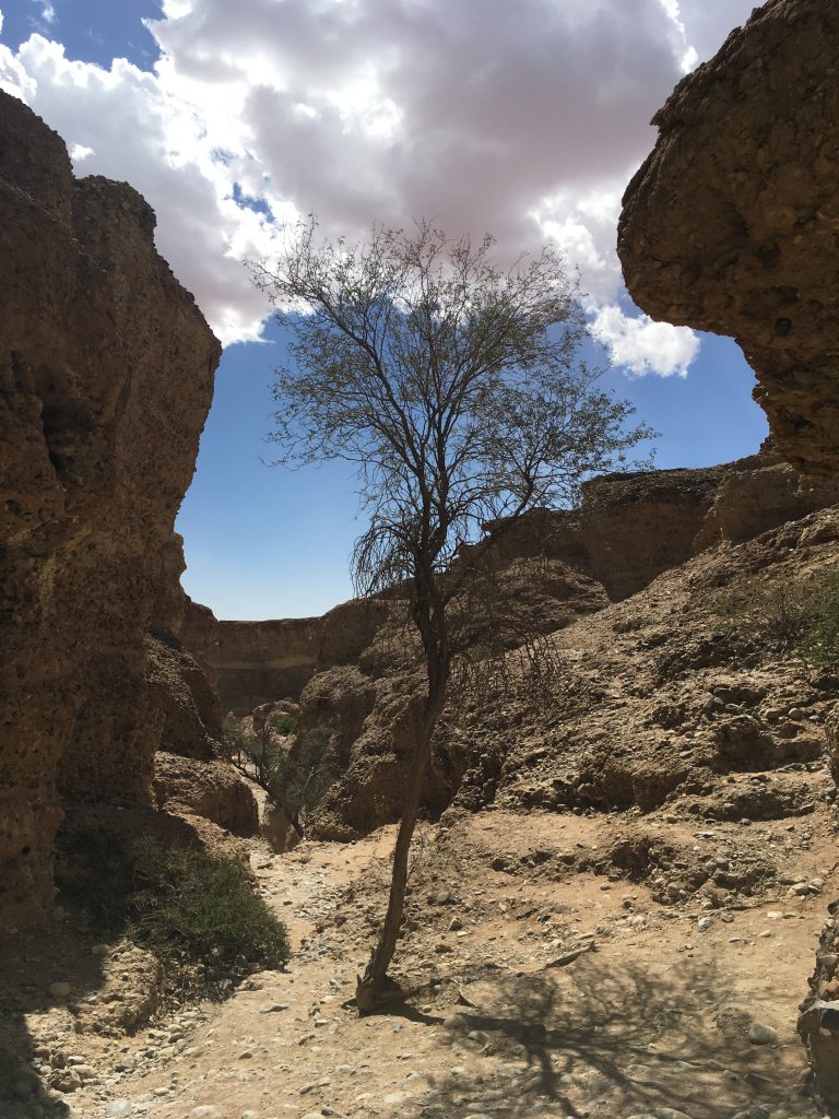 Überlebenskünstler im Sesriem Canyon