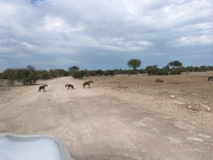 Hyänen-Familie auf dem Weg zum Morgen-Bad