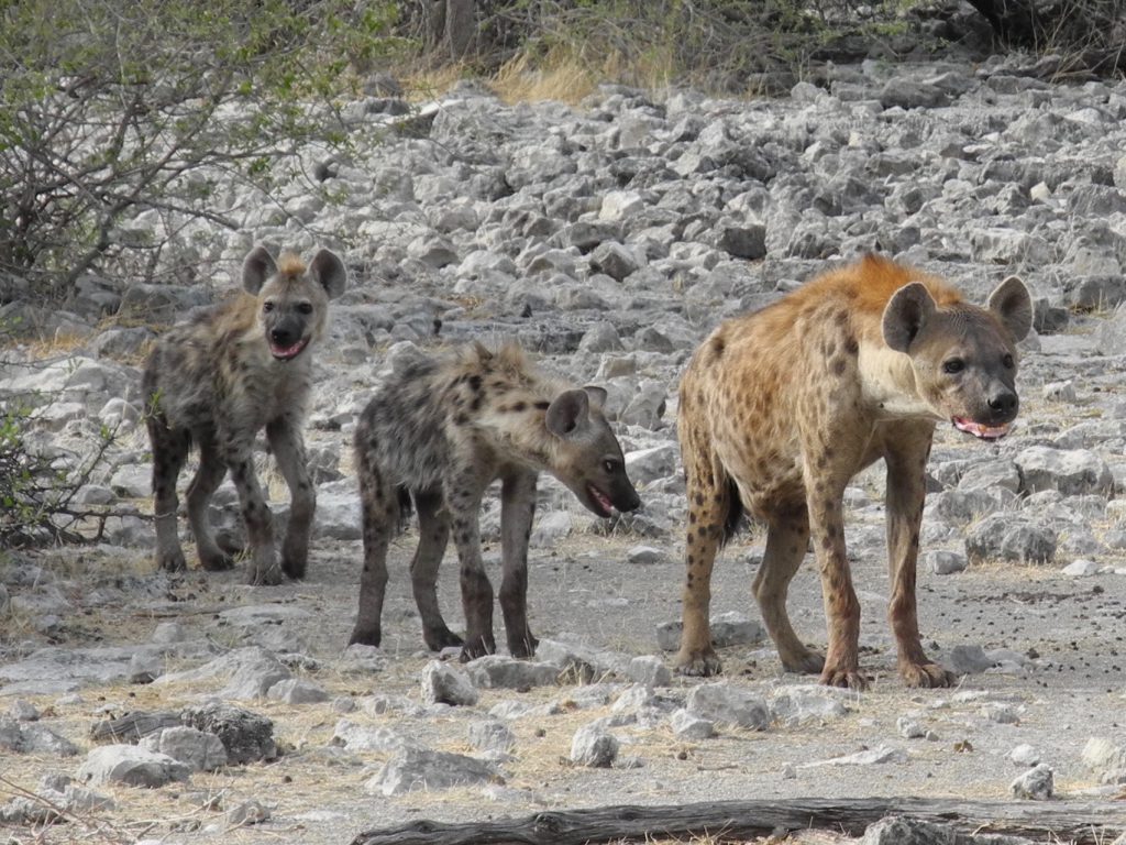 Hyänen auf dem Weg zum Wasserloch