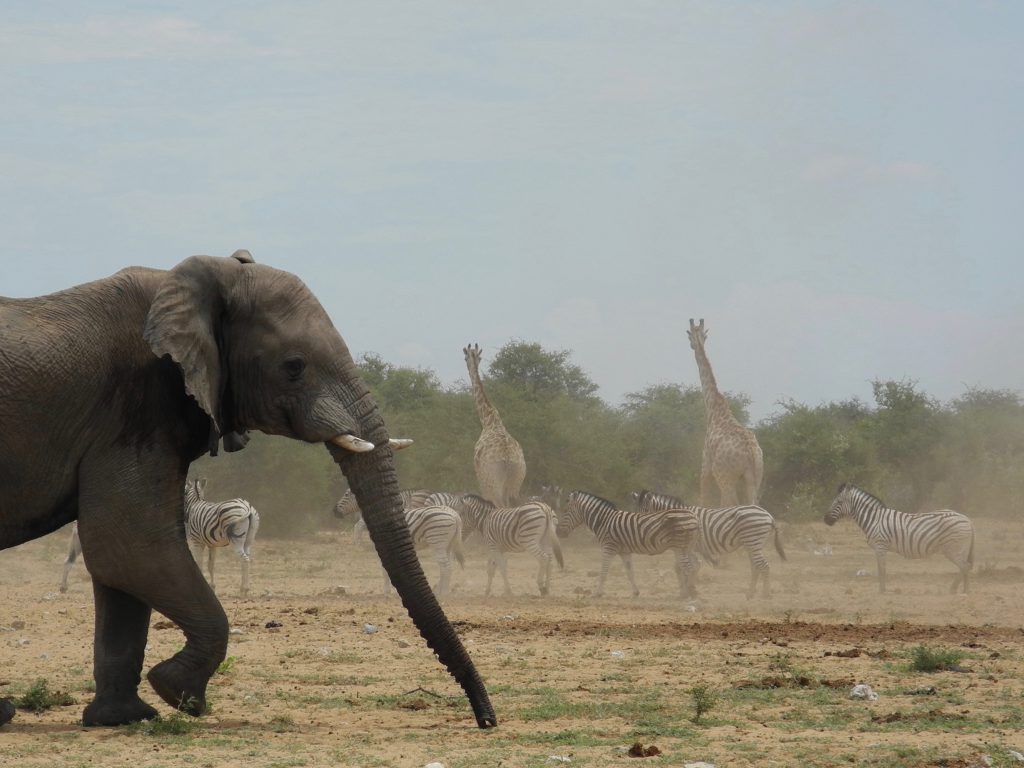 Aufruhr bei den Elefanten