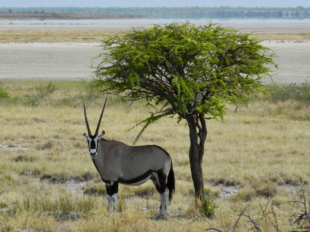 Einsame Oryx-Antilope