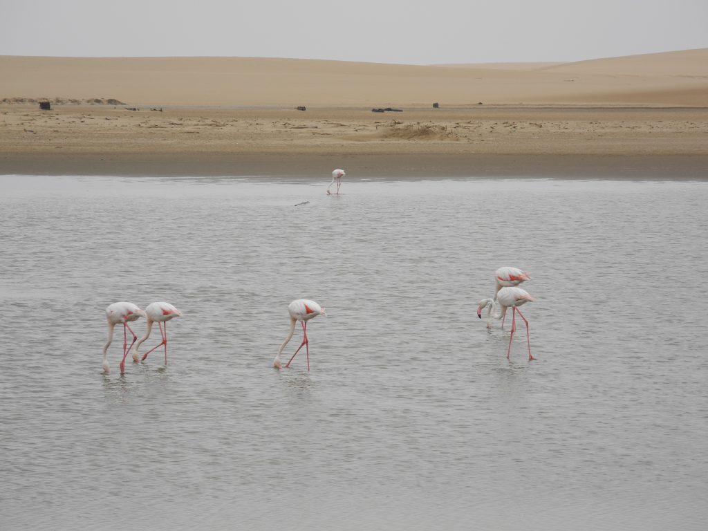 Flamingos nähe Walvis Bay