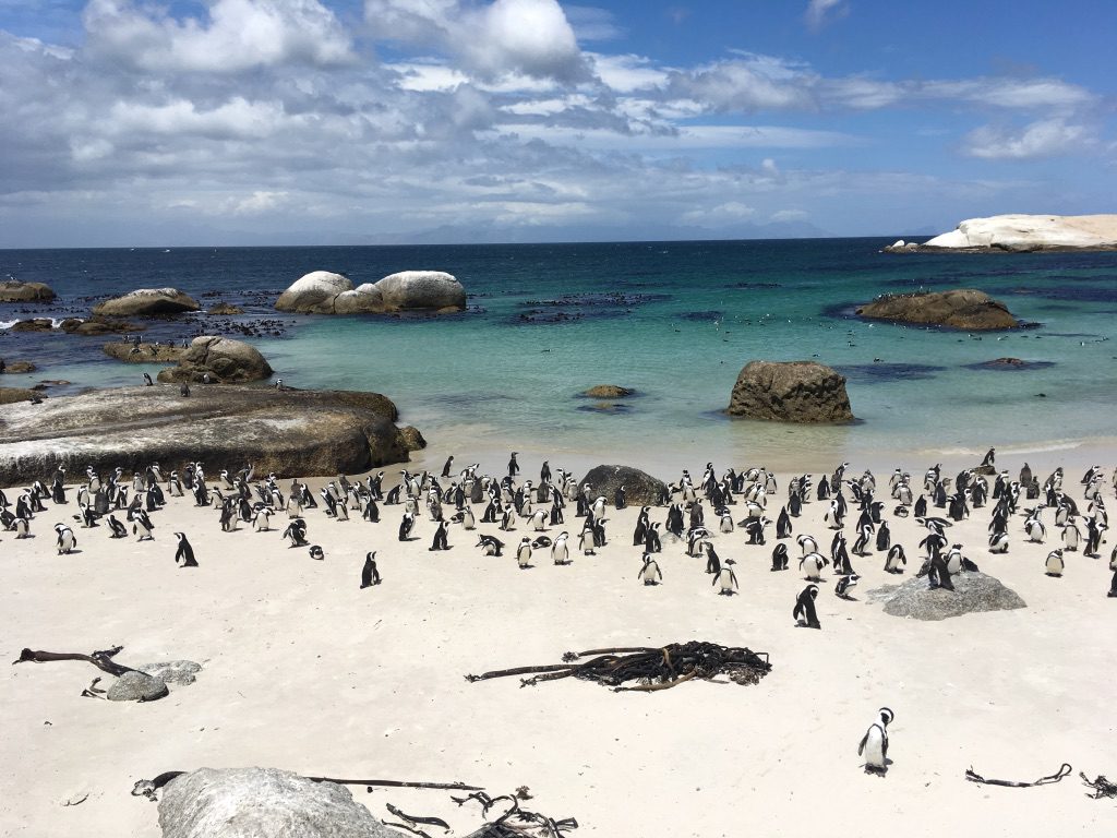 Boulders Beach mit Pinguin-Kolonie