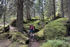 Mystische Wege durch den Bergwald