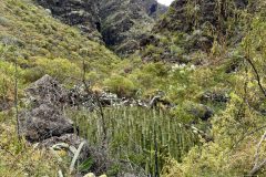 Grün dominiertes Kunterbunt in der Barranco del Infierno