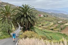 Durch die Terrassenfelder am Nordhang des Teide