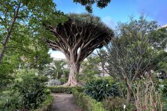 Drachenbaum im botanischen Garten in La Orotava