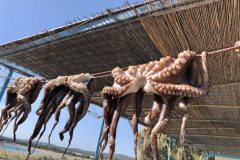 Oktopus zum Trocknen aufgespannt