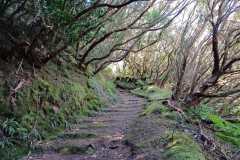 Lorbeerwald im Anagagebirge