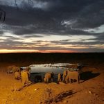Halali-Camp: Wasserloch mit Elefanten