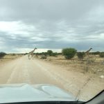 Giraffen sind im Etoscha allgegenwärtig