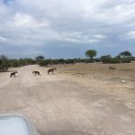 Hyänen-Familie auf dem Weg zum Morgen-Bad
