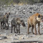 Hyänen auf dem Weg zum Wasserloch