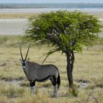 Einsame Oryx-Antilope