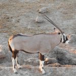 Ein stattlicher Oryx