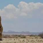 Giraffe am Straßenrand