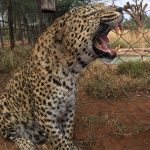 Beim Leoparden am Gehege