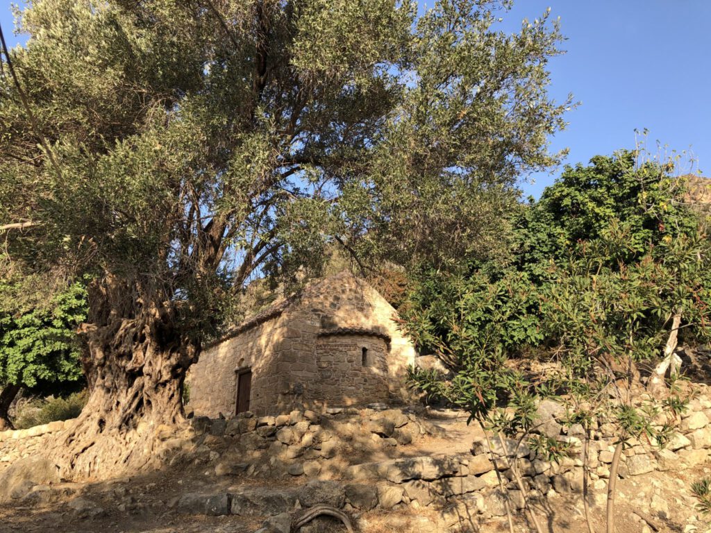 Kirche vor uralten Olivenbäumen