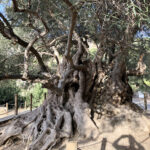 Einer der ältesten Olivenbäume weltweit!