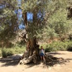 Unter dem alten Olivenbaum in der Agiofárango-Schlucht
