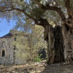 Uralte Olivenbäume am Kloster Tharí