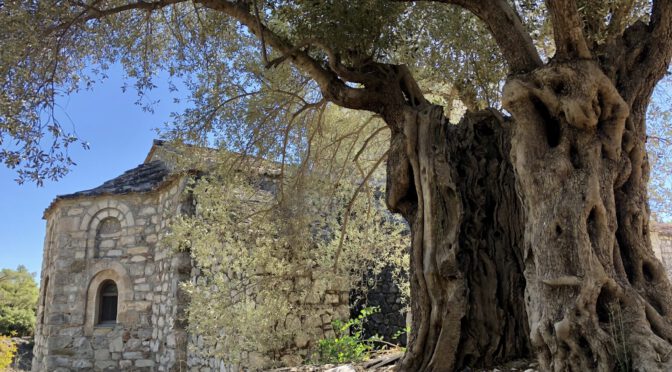 Uralte Olivenbäume am Kloster Tharí