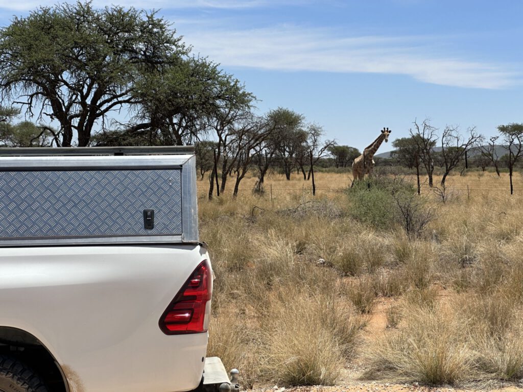 Unerwartet - Giraffen am Wegesrand