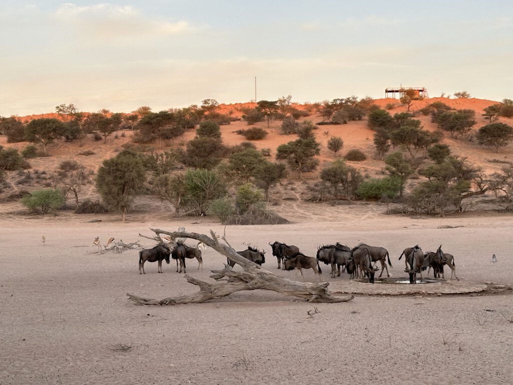 Gnu-Herde auf der Kalahari Game Lodge