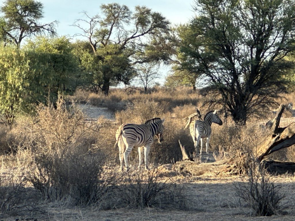 Zebras gleich neben unseren Platz
