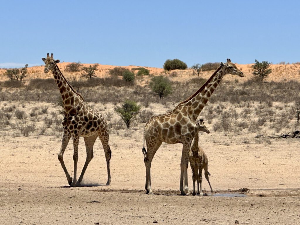 Erste Sichtungen - Giraffe ohne Ende!