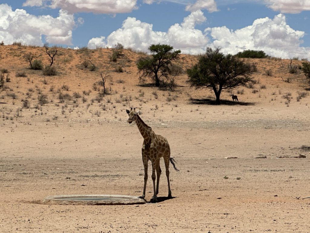 Einsame Giraffe im Kgalagadi Park
