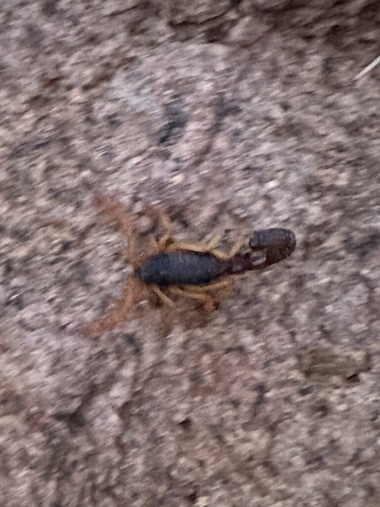 Unser Mitbewohner am Platz - Brauner Skorpion