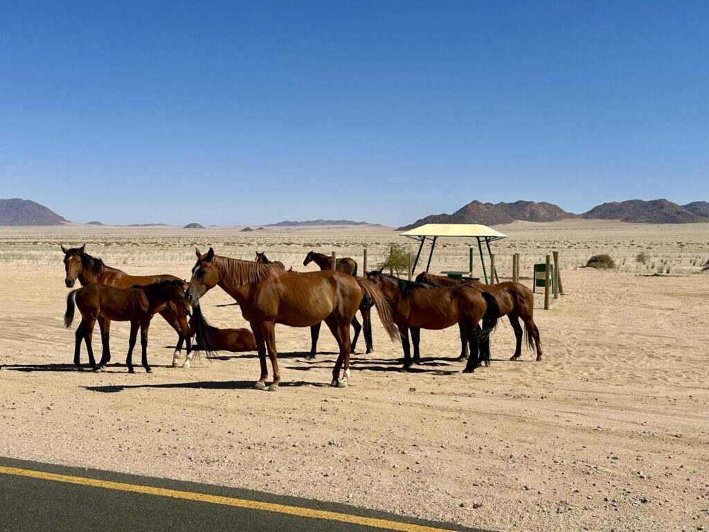 Namib Wild Horses auf dem Weg nach Lüderitz