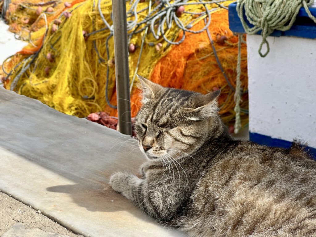 Auch den Katzen ist's zu heiß :-)