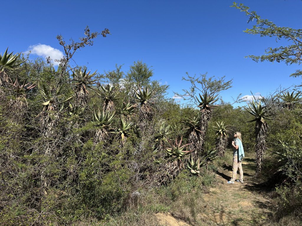Im Aloe-Wald im Bontebok N.P.