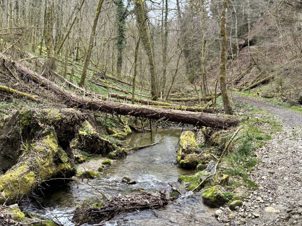 Im Naturschutzgebiet Schmalegger und Rinkenburger Tobel
