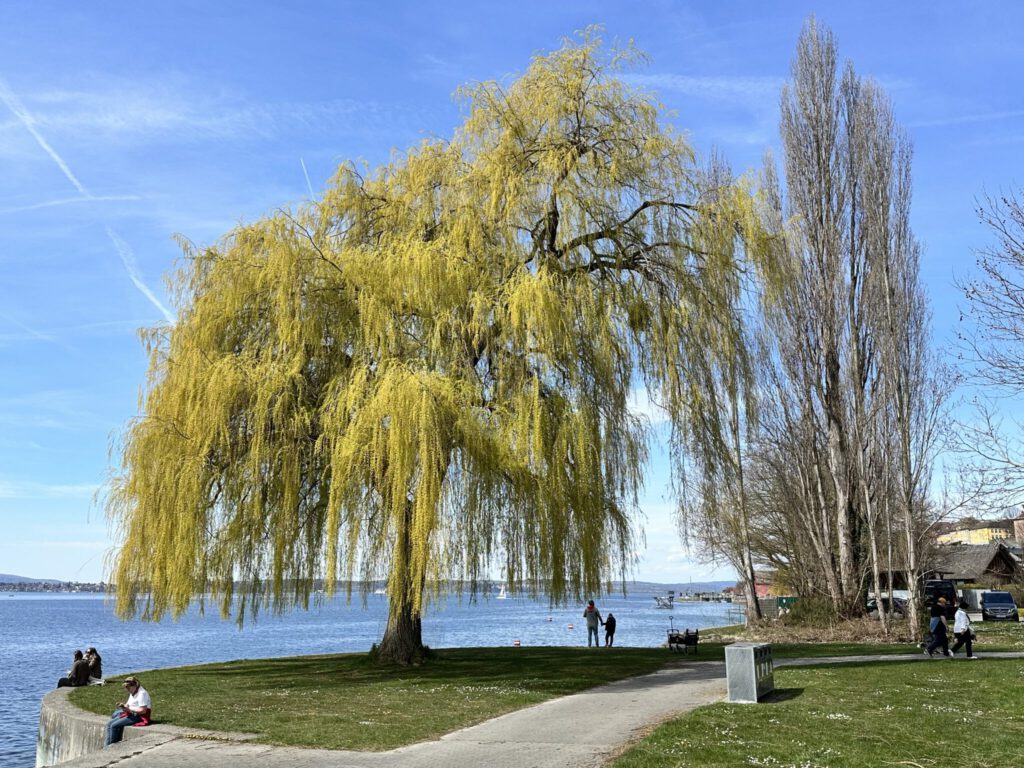 Frühling am Bodensee