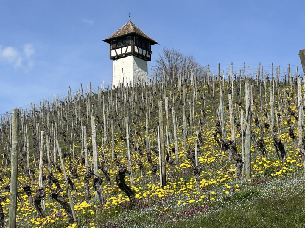 s‘Türmle bei Haltnau am Bodensee