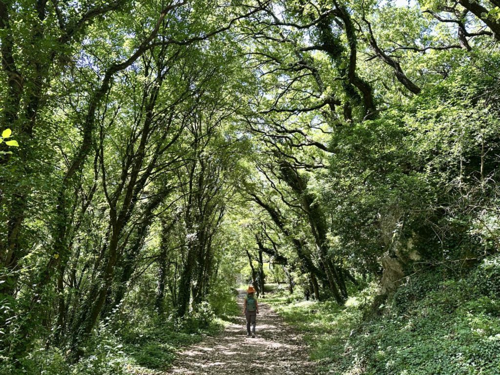Mystische Wälder säumen die Wege ums Kloster