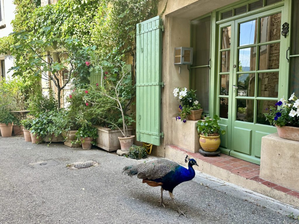 Begegnung mit leicht ramponiertem Pfau - in Goult