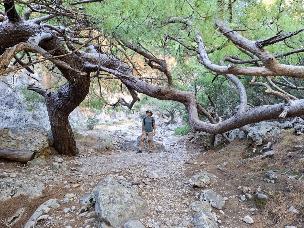 Wildwuchs in der Lissos-Schlucht